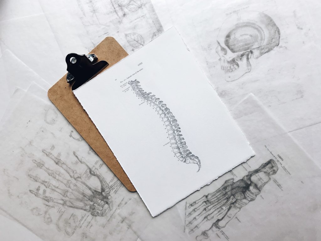 drawing of spine bones