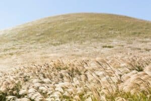 wheat field during a sunny and clear day